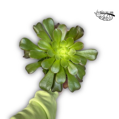 Aeonium Arboreum 2