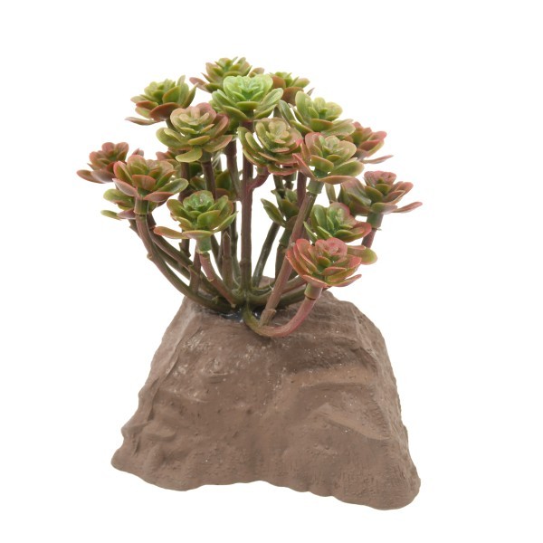 Stone Plant