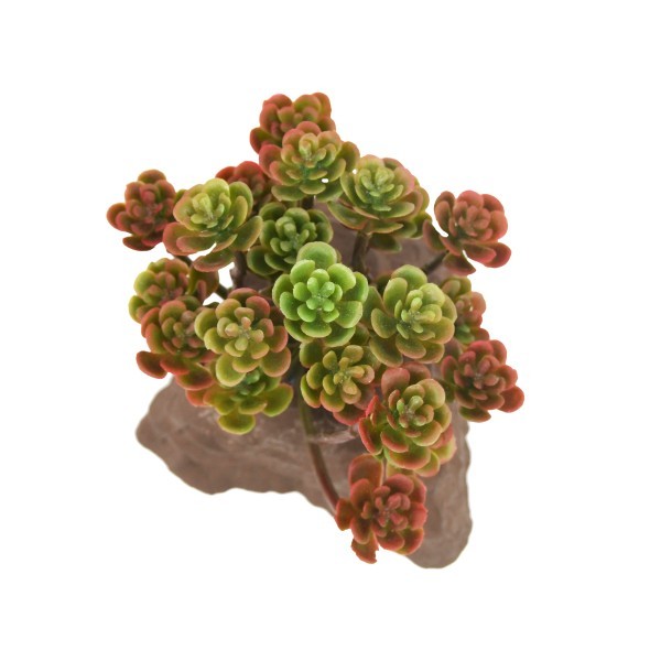 Stone Plant