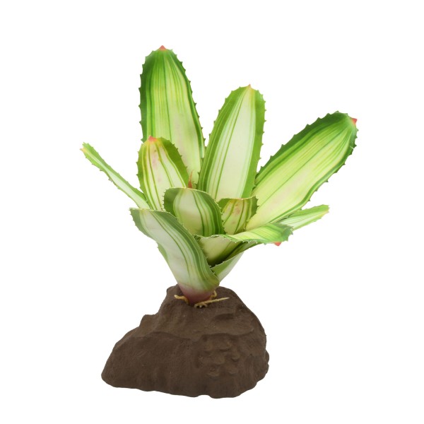 Bromelia Neoregelia White - Lucky reptile