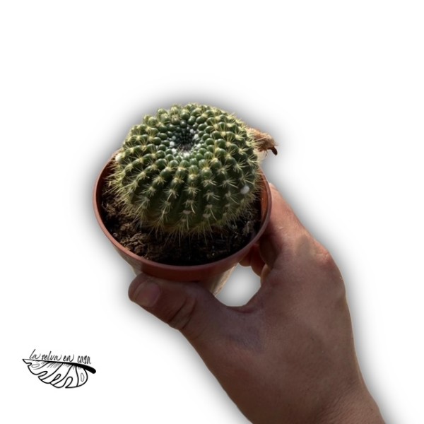 Parodia concinna
