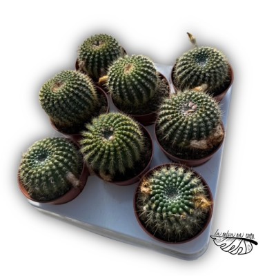 Parodia concinna 2