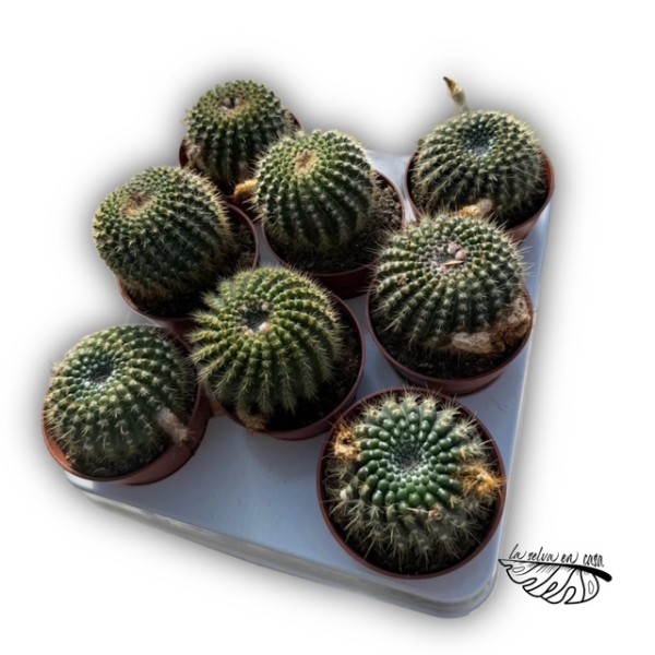 Parodia concinna