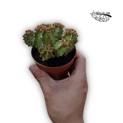 Euphorbia frankii