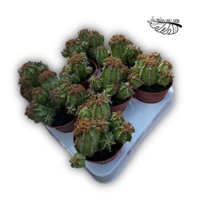 Euphorbia frankii 2