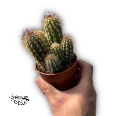 Pilosocereus gounellei
