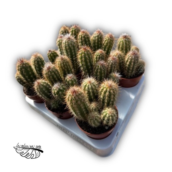 Pilosocereus gounellei