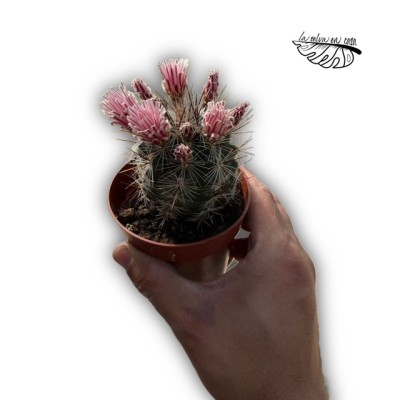 Turbinicarpus saueri