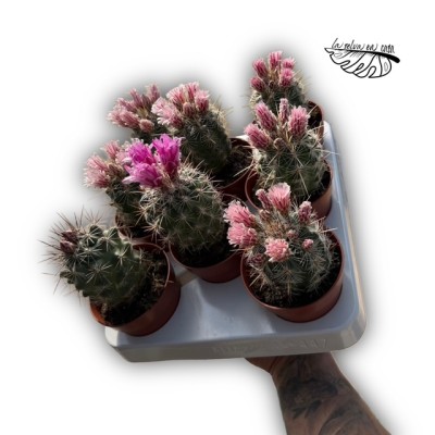 Turbinicarpus saueri 2