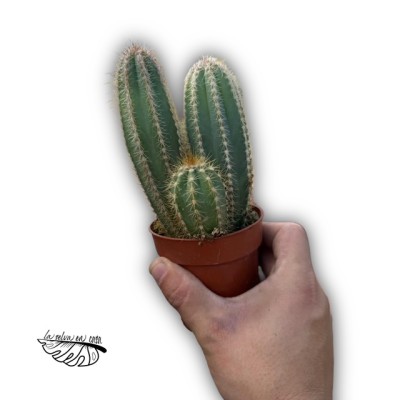 Pilosocereus azureus