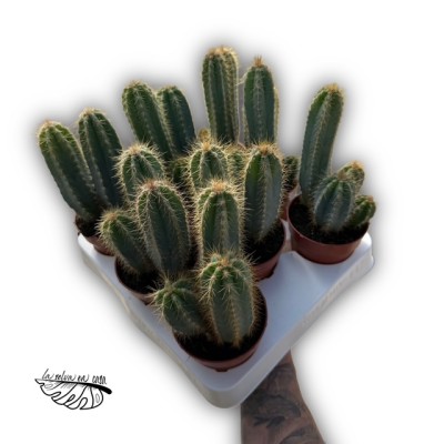 Pilosocereus azureus 2