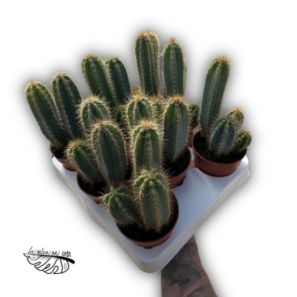 Pilosocereus azureus