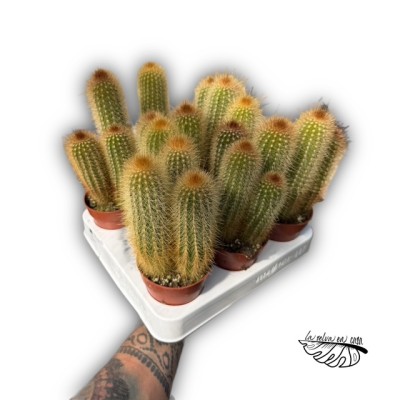Pilosocereus chrysostele 2