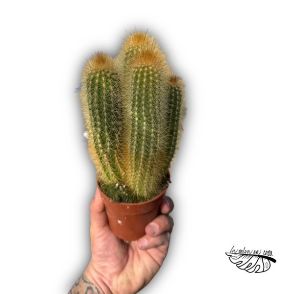 Pilosocereus chrysostele