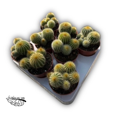 Parodia leninghausii 2