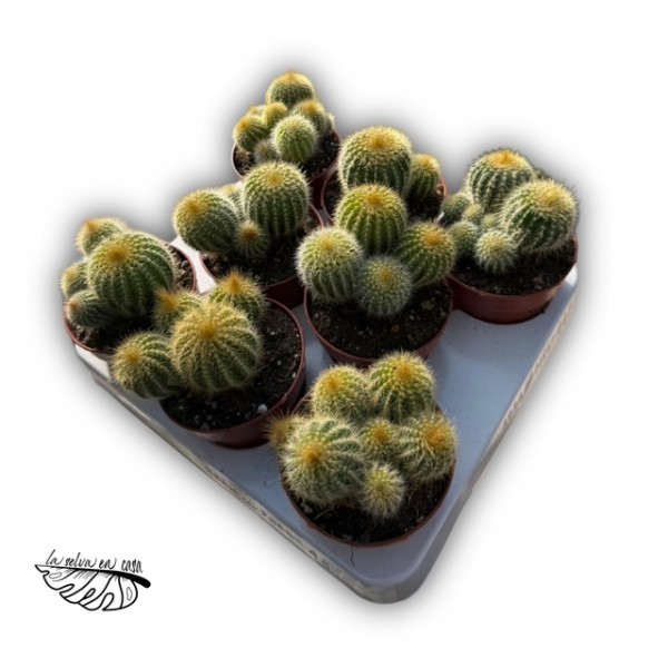 Parodia leninghausii