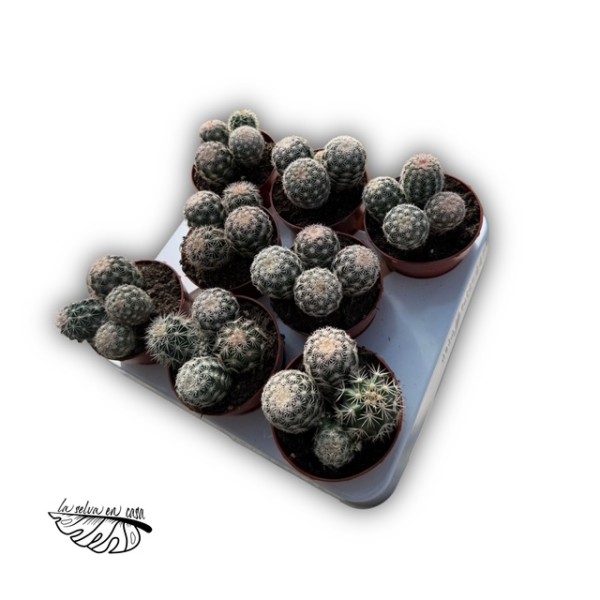 Escobaria cf. sneedii