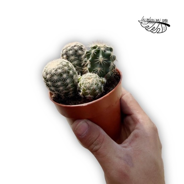 Escobaria cf. sneedii