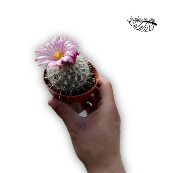 Thelocactus macdowellii