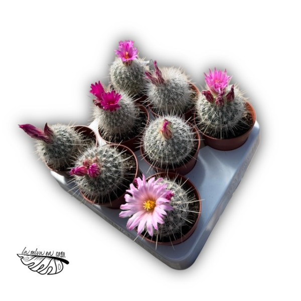 Thelocactus macdowellii
