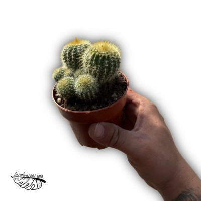 Parodia leninghausii