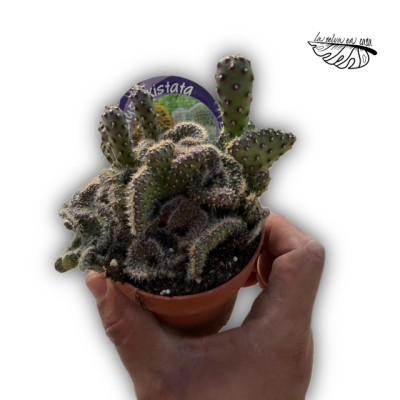 Opuntia tuna f. cristata