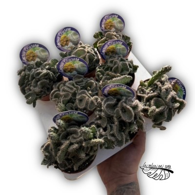 Opuntia tuna f. cristata 2