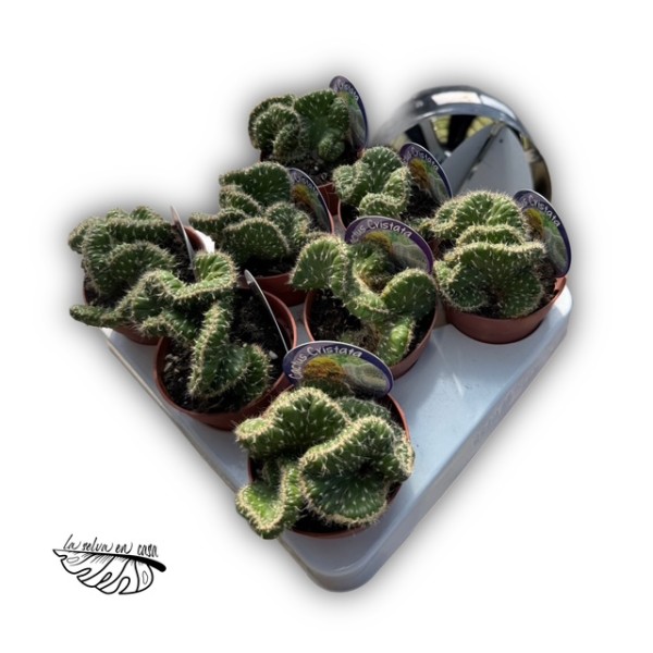 Austrocylindropuntia subulata f. cristata
