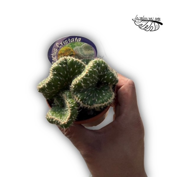 Austrocylindropuntia subulata f. cristata