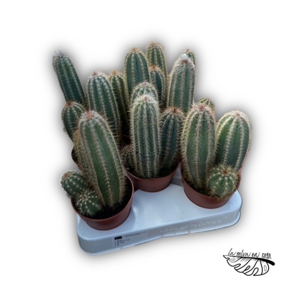 Pilosocereus pachycladus