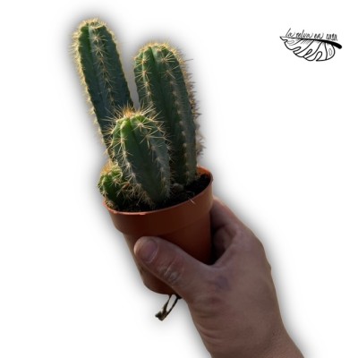 Pilosocereus pachycladus