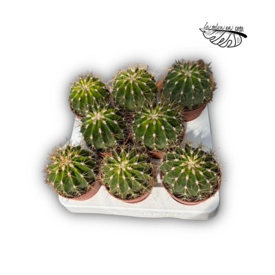 Ferocactus schwarzii 2