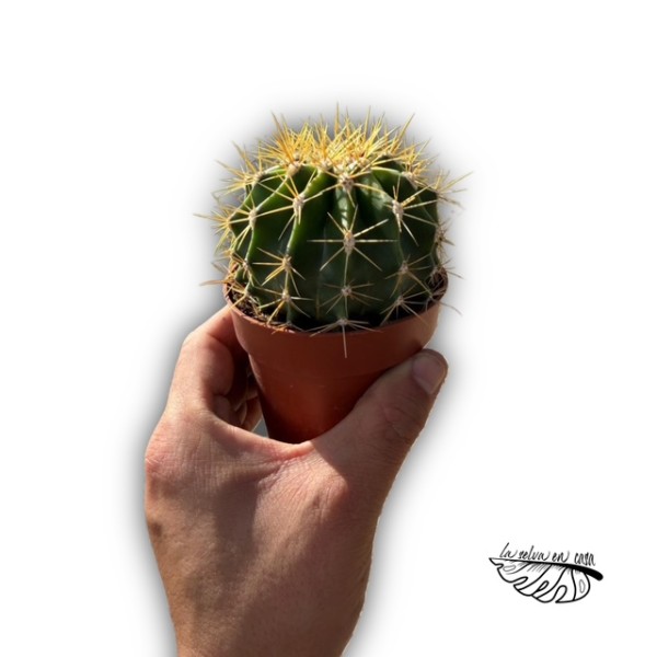 Ferocactus schwarzii