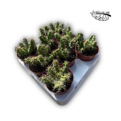 Echinocereus pentalophus 2