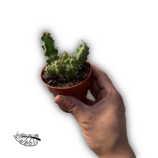 Echinocereus pentalophus