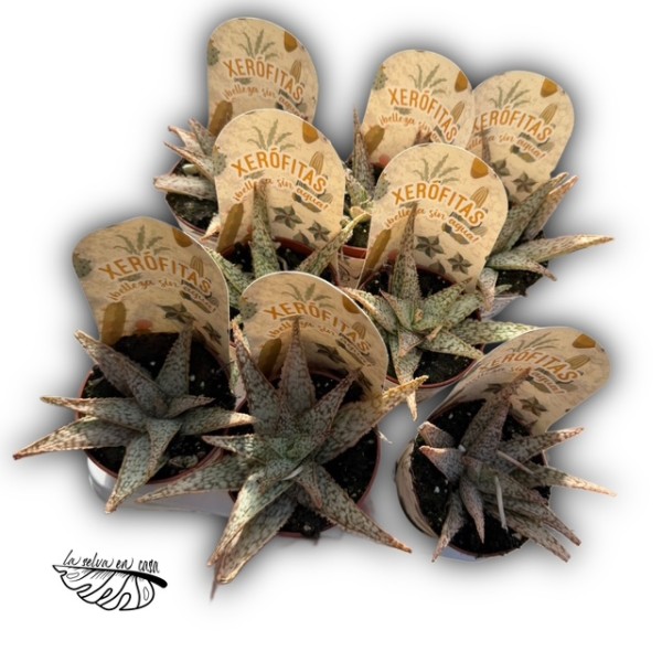 Aloe ‘Silver Ridge’