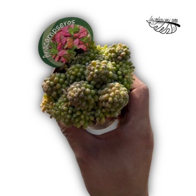 Anacampseros filamentosa