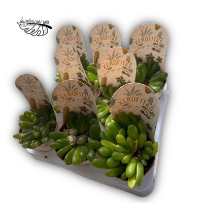 Glottiphyllum depressum 2
