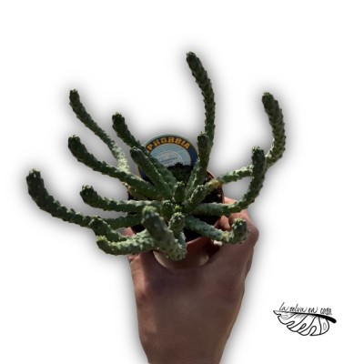 Euphorbia inermis