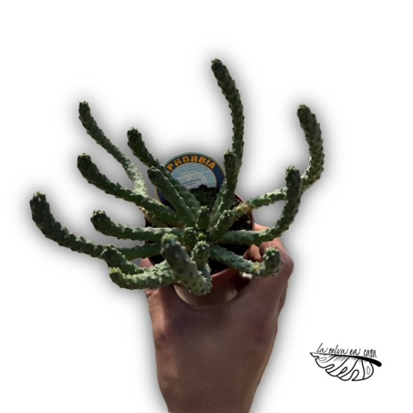 Euphorbia inermis