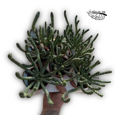 Euphorbia inermis 2
