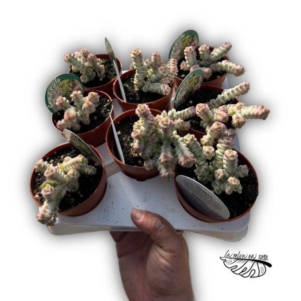 Crassula marnieriana ‘Fantasy’