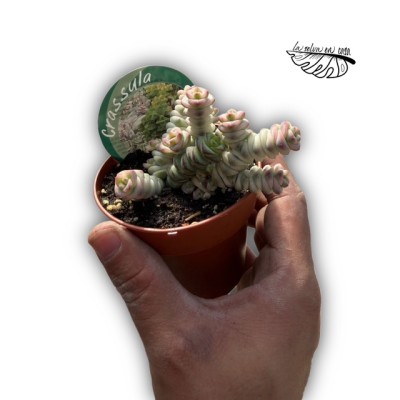Crassula marnieriana ‘Fantasy’