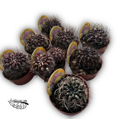 Eriosyce crispa 2