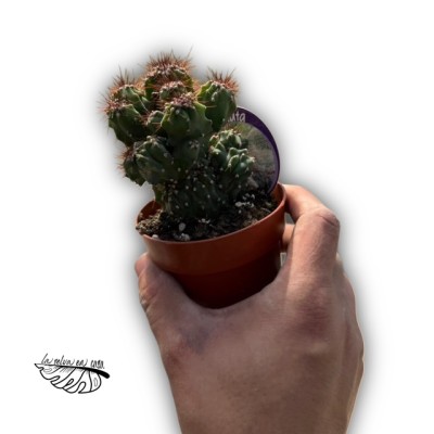 Cereus jamacaru f. monstrosus
