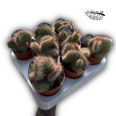 Nyctocereus serpentinus f. Cristata 2