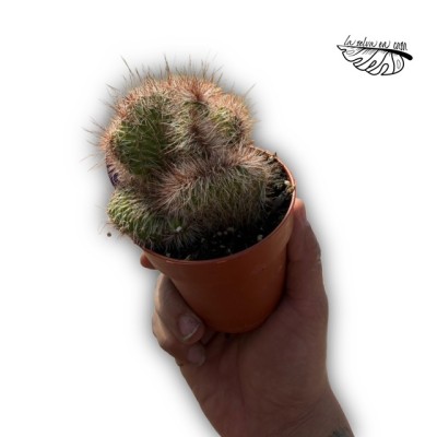 Nyctocereus serpentinus f. Cristata