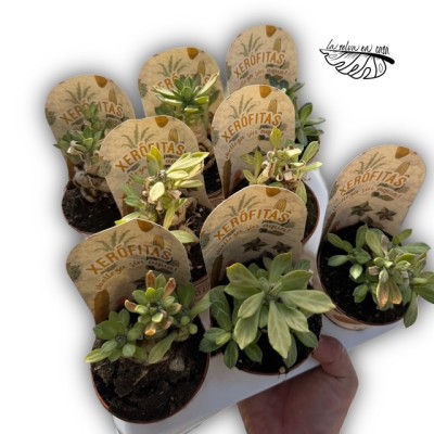 Monadenium lugardiae 2