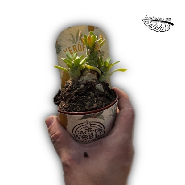 Monadenium lugardiae