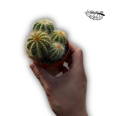 Parodia magnifica